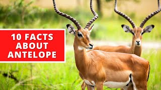 10 Interesting Facts About Antelope [upl. by Balough]