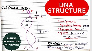 DNA Structure Organization amp Function  Nucleosides amp Nucleotides  Biochemistry urduhindi [upl. by Leno]