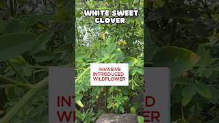 White Sweet Clover Invasive Wildflower shorts [upl. by Wymore]