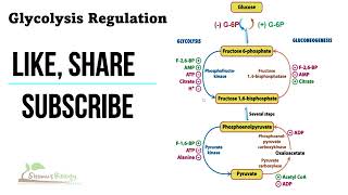 Regulation of glycolysis [upl. by Tyrrell604]