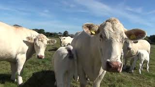 Cockerington poll Charolais cows and calves summer 24 [upl. by Craw]