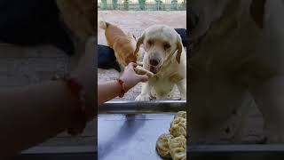 Dog Eating Pork Filled Buns  Labrador Mukbang [upl. by Emearg610]