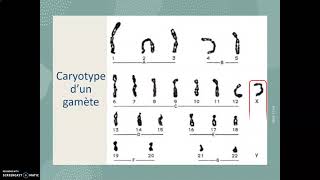 Le caryotype [upl. by Alleunamme]