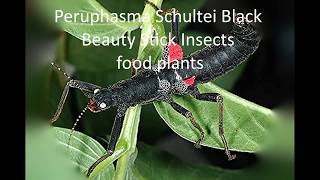 Peruphasma Schultei Black Beauty Stick Insects food plants [upl. by Otreblanauj]