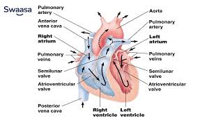 Human Cardiovascular System All You Need to Know  Heart and Blood Vessels [upl. by Wicks]