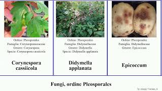 Fungi ordine Pleosporales alternaria ascochyta mali fungus pisi solani rostrata brassicae Heads [upl. by Asaert]