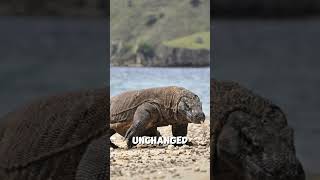 Little Known Facts About Komodo Dragons 2 dragon facts [upl. by Nomar]