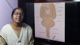 Lecture On Corticospinal Tract Pyramidal Tract [upl. by Suicul]