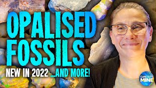 New Opalised Fossils from 2022  Australian Opal Centre  Lightning Ridge [upl. by Rhianna391]