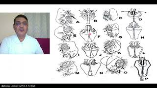 Taxonomic Characters Morphology to Molecular [upl. by Haelhsa]