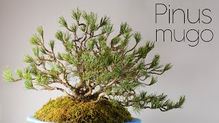 Nursery Grown Mugo Pine in Kabudachi Style  Arkefthos Bonsai [upl. by Maurine]