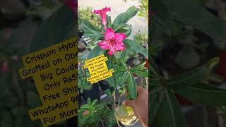 Available for sale adenium desertrose Crispum [upl. by Nilpik168]