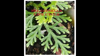 SELAGINELLA  Life cycle [upl. by Millwater]