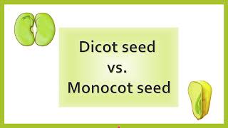 Difference between Dicot Seed and Monocot Seed  AL biology [upl. by Constantino]