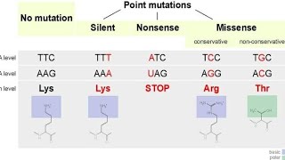 Missense Mutation  Point Mutations [upl. by Compte]