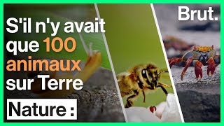 Sil ny avait que 100 animaux sur Terre [upl. by Netsirt]