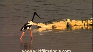 Blacknecked Stork and gharial on the Ramganga river Uttarakhand [upl. by Rodablas549]