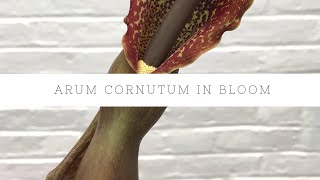 Arum Cornutum Voodoo Lily Plant Blooms and Updates [upl. by Aynav]