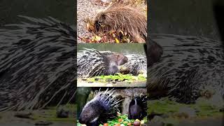 Porcupine  Nature’s Spiky Comedian Porcupine Wildlife FunnyAnimals fyp shorts [upl. by Macdermot93]