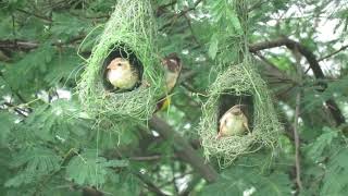 Build it like Baya  Inside Baya Weaver Bird nests  Baya Weaver bird facts  Nature Connection [upl. by Leseil]