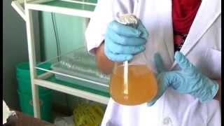 Trichoderma Production [upl. by Chem]