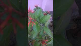 Beautiful Flowers on Hamelia Pattens Plant Firebush Scarlet bush RedheadShort [upl. by Sedgewake471]