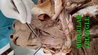 DISSECTION OF NECK PART1  BOUNDARIES OF ANTERIOR TRIANGLE OF NECK  BY DR MITESH DAVE [upl. by Ibrahim]