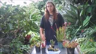 How to Grow Sarracenia North American Pitcher Plants [upl. by Adriaens]