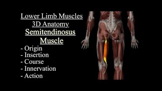 Semitendinosus Muscle 3D Anatomy  Origin Insertion Course Innervation amp Action  Movement [upl. by Ahsaret373]