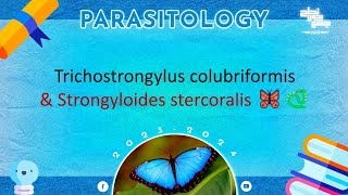 L6 part 2 Trichostrongylus colubriformis and strongyloides stercoralis Parasitology [upl. by Horan]