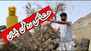 Asli Rogan Balsan oil  Tree Rogan Balsan  خالص روغن بلسان ویڈیو ضرور دیکھیں [upl. by Raff954]