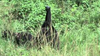 Chimpanzees show grooming handclasp  4 [upl. by Rather]