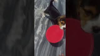 My puppy 45 days activity funny video🐶🐱📷💜 [upl. by Gitt]