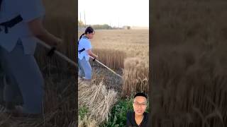 Smart rice vegetable and barley harvesting tool sonasmr [upl. by Lethia]