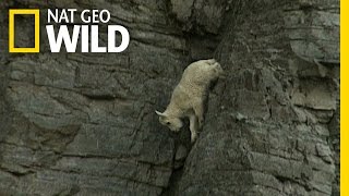 RockClimbing Goats  World Wide Web [upl. by Ibbed]