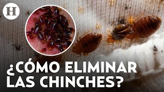 ¡Sobreviven sin alimento Chinches no se exterminan con insecticidas comerciales advierten expertos [upl. by Gare102]