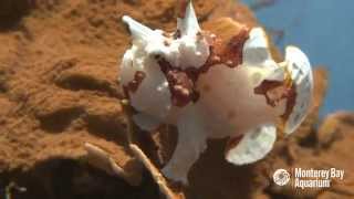 Let the Warty Frogfish Lure You In [upl. by Florie]