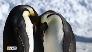 Pinguine  ein bedrohtes Tier N24 [upl. by Ansev]