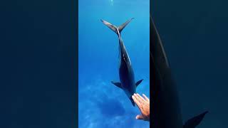 Dolphin Rescues Drowning Swimmer [upl. by Adriane]