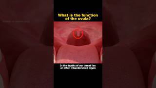 What is the function of the uvulashortvideo shorts uvula [upl. by Evalyn]