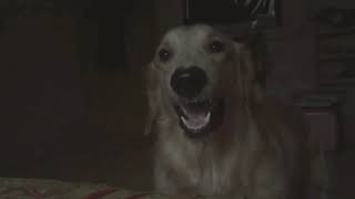 Angry Golden Retriever Barking loudly My POM [upl. by Enyak597]