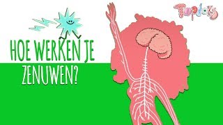 HOE WERKEN JE ZENUWEN  TOPDOKS ANIMATIE [upl. by Atinav580]