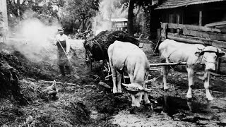 Ländliches Leben in Mittelfranken um 1900 [upl. by Netsirt155]