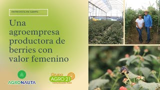 Una agroempresa productora de berries con valor femenino  AOR Ciudad Guzmán [upl. by Saundra261]