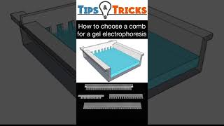 How to choose a Comb for Gel Electrophoresis [upl. by Alistair]