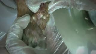 Remove Monster Mango worms from poor dog  Mango worms removal 28 [upl. by Lugar159]