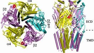 Difference Between Muscarinic and Nicotinic Receptors [upl. by Philina212]