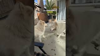 La chaparrita enojada😆 dog pets chihuahua puppy chihuahualover dogbreeds dogtypes humor [upl. by Alliw544]