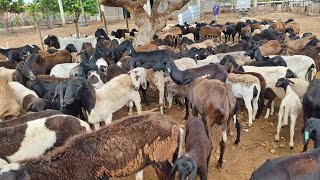 FAZENDA BOM JESUS DOS PASSOS  REBANHO SÃO JOÃO PETROLINA  PE [upl. by Alma107]