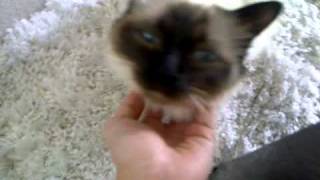 my Birman cat loves attention [upl. by Anaujait]